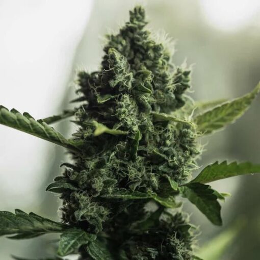 Royal Queen Seeds Royal Gorilla “Original Gorilla Glue” - Afbeelding 7