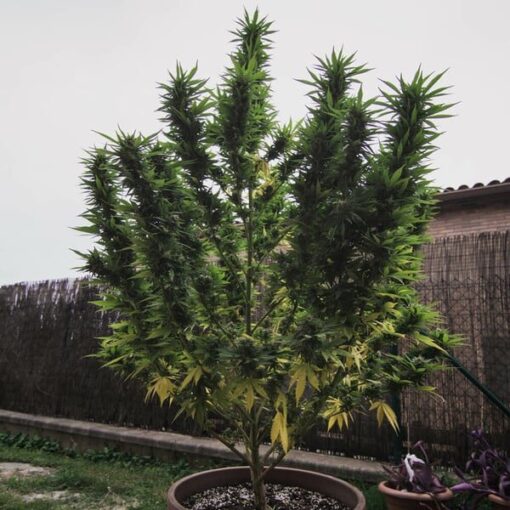 Royal Queen Seeds Royal Gorilla “Original Gorilla Glue” - Afbeelding 8
