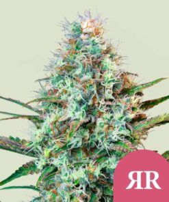 Royal Queen Seeds Royal Runtz
