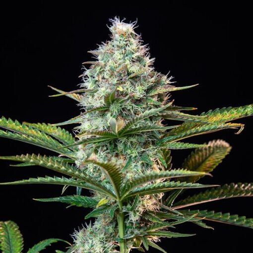 Royal Queen Seeds Royal Runtz - Afbeelding 4