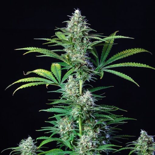 Royal Queen Seeds Royal Runtz - Afbeelding 5