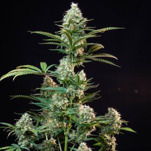 Royal Queen Seeds Royal Runtz - Afbeelding 6