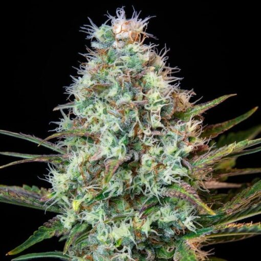 Royal Queen Seeds Royal Runtz - Afbeelding 7
