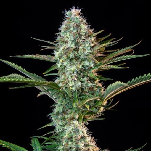 Royal Queen Seeds Royal Runtz - Afbeelding 8