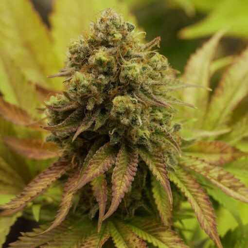 Royal Queen Seeds Royal Runtz - Afbeelding 9