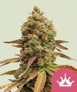 Royal Queen Seeds Special Queen