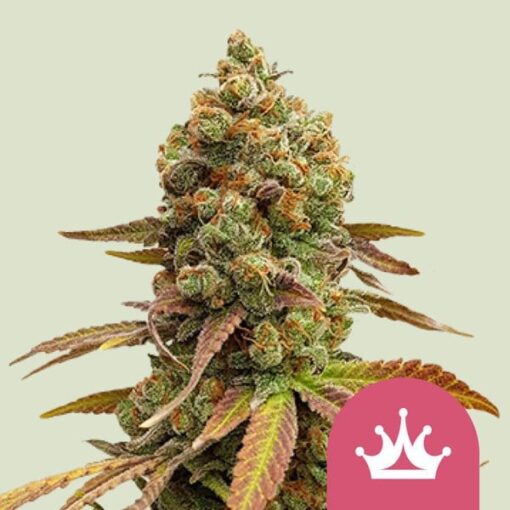 Royal Queen Seeds Special Queen