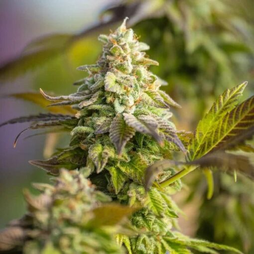 Royal Queen Seeds Special Queen - Afbeelding 4