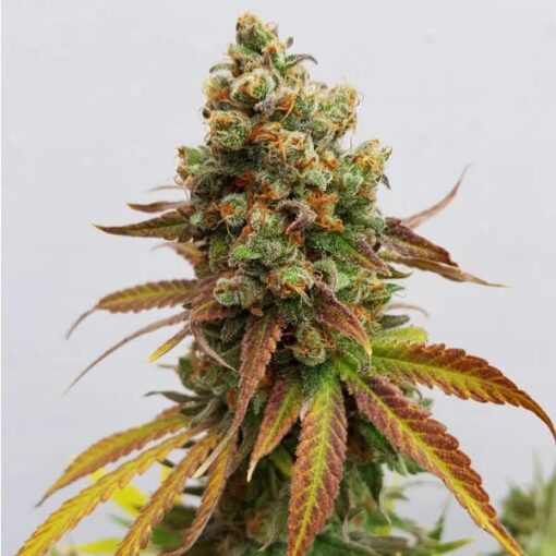 Royal Queen Seeds Special Queen - Afbeelding 5