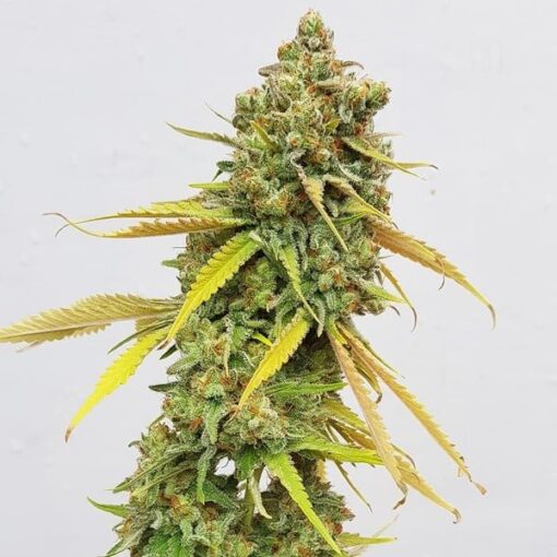 Royal Queen Seeds Special Queen - Afbeelding 6