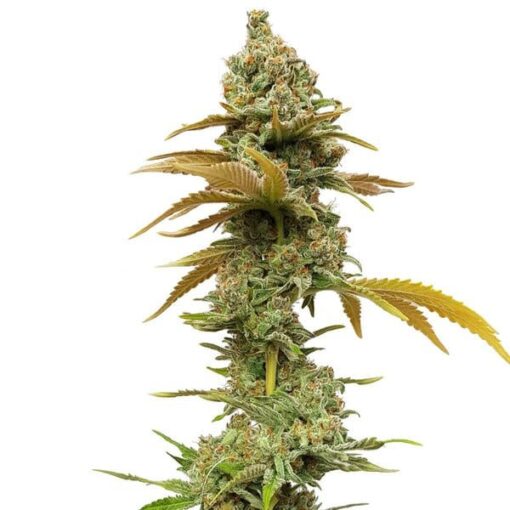 Royal Queen Seeds Special Queen - Afbeelding 7