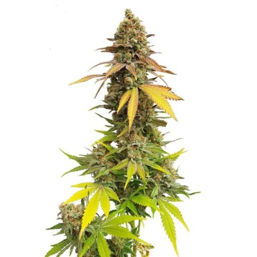 Royal Queen Seeds Special Queen - Afbeelding 8