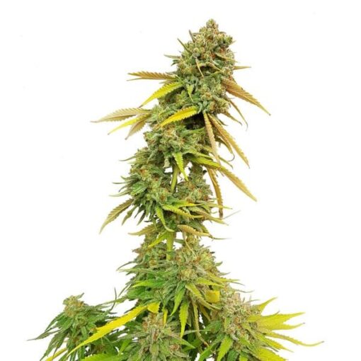 Royal Queen Seeds Special Queen - Afbeelding 9