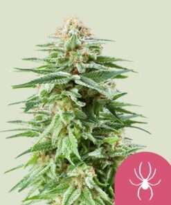 Royal Queen Seeds White Widow