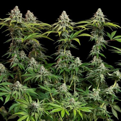 Royal Queen Seeds White Widow - Afbeelding 3