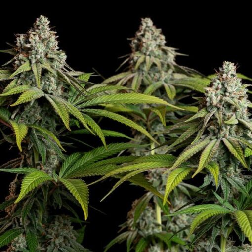 Royal Queen Seeds White Widow - Afbeelding 4