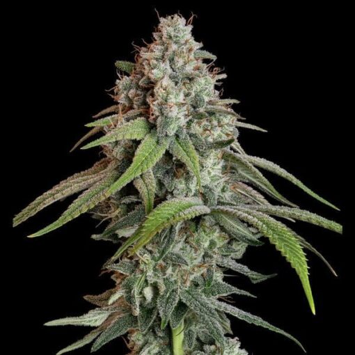 Royal Queen Seeds White Widow - Afbeelding 5