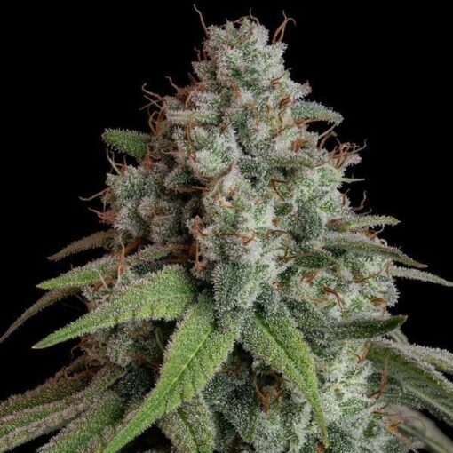 Royal Queen Seeds White Widow - Afbeelding 6