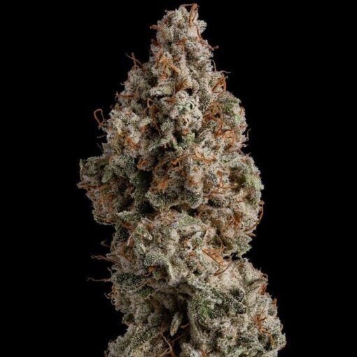 Royal Queen Seeds White Widow - Afbeelding 7