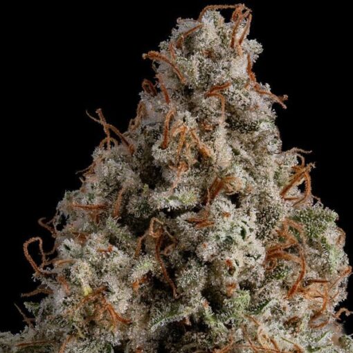 Royal Queen Seeds White Widow - Afbeelding 8