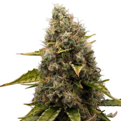 Royal Queen Seeds White Widow - Afbeelding 9