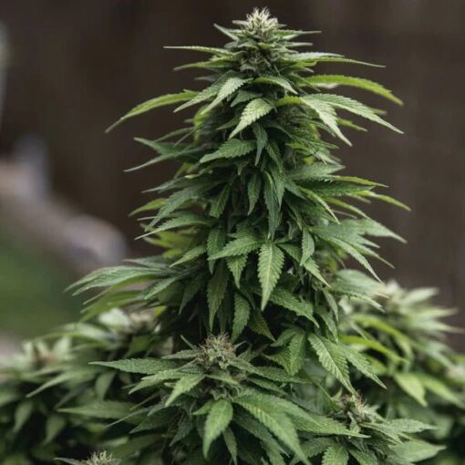 Royal Queen Seeds White Widow - Afbeelding 10