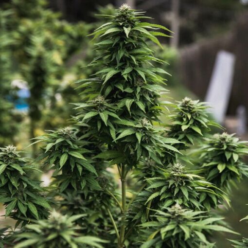 Royal Queen Seeds White Widow - Afbeelding 11