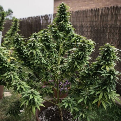 Royal Queen Seeds White Widow - Afbeelding 12