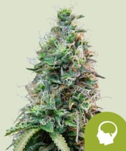 Royal Queen Seeds Amnesia Haze Auto