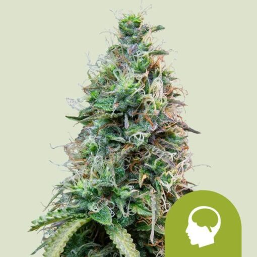 Royal Queen Seeds Amnesia Haze Auto