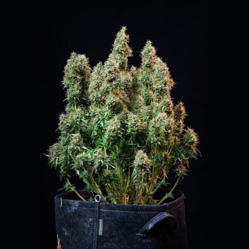 Royal Queen Seeds Amnesia Haze Auto - Afbeelding 3
