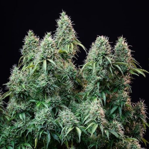 Royal Queen Seeds Amnesia Haze Auto - Afbeelding 5