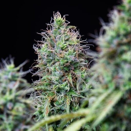 Royal Queen Seeds Amnesia Haze Auto - Afbeelding 6