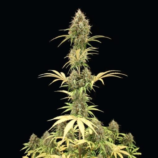 Royal Queen Seeds Amnesia Haze Auto - Afbeelding 7