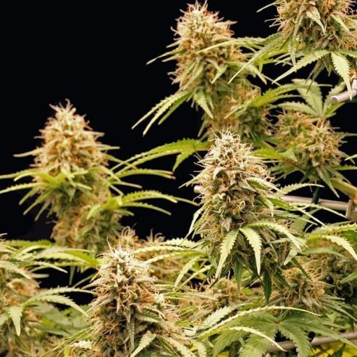 Royal Queen Seeds Amnesia Haze Auto - Afbeelding 8