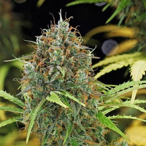 Royal Queen Seeds Amnesia Haze Auto - Afbeelding 9