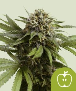 Royal Queen Seeds Apple Fritter Auto