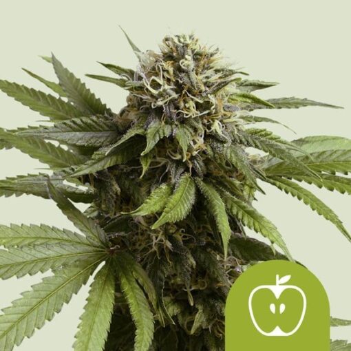 Royal Queen Seeds Apple Fritter Auto