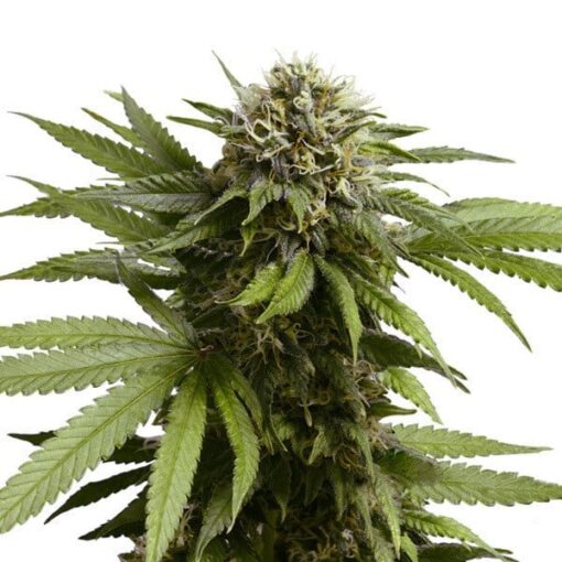Royal Queen Seeds Apple Fritter Auto - Afbeelding 4