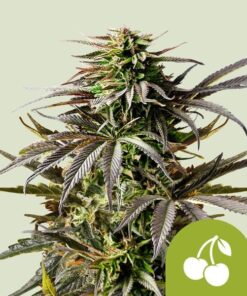 Royal Queen Seeds Cherry Pie Auto