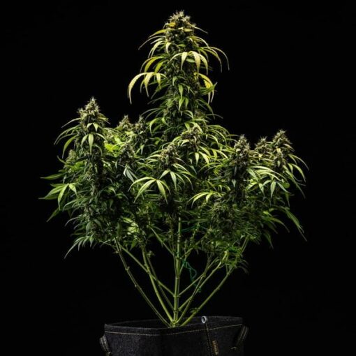 Royal Queen Seeds Cherry Pie Auto - Afbeelding 3