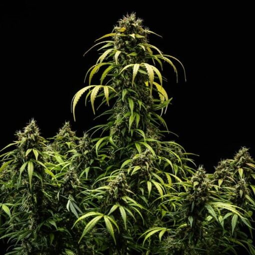Royal Queen Seeds Cherry Pie Auto - Afbeelding 4