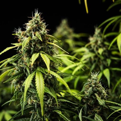 Royal Queen Seeds Cherry Pie Auto - Afbeelding 5