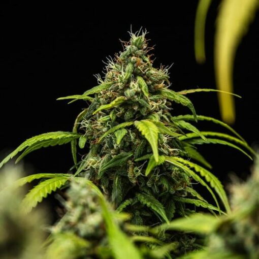 Royal Queen Seeds Cherry Pie Auto - Afbeelding 6