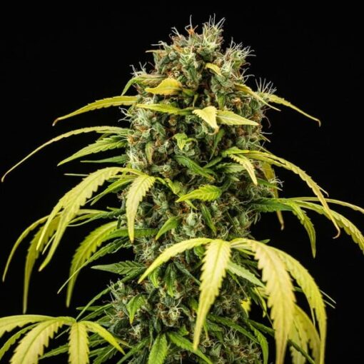 Royal Queen Seeds Cherry Pie Auto - Afbeelding 7