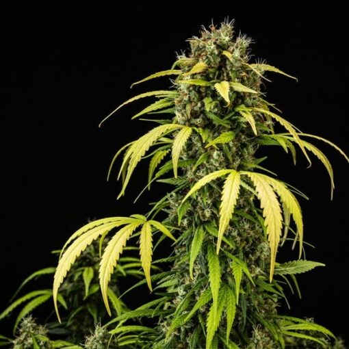 Royal Queen Seeds Cherry Pie Auto - Afbeelding 8