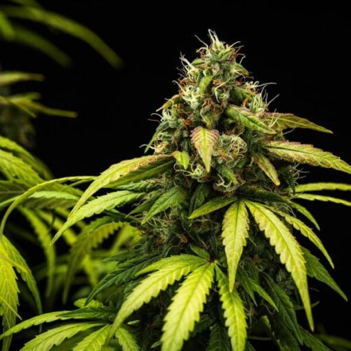Royal Queen Seeds Cherry Pie Auto - Afbeelding 9