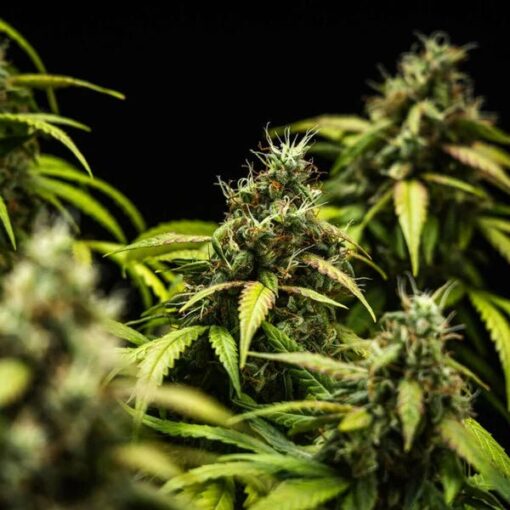 Royal Queen Seeds Cherry Pie Auto - Afbeelding 11