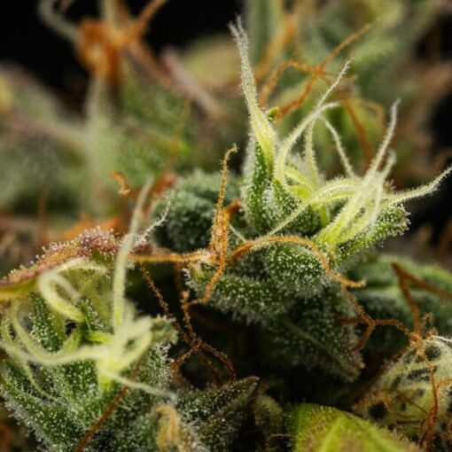 Royal Queen Seeds Cherry Pie Auto - Afbeelding 12