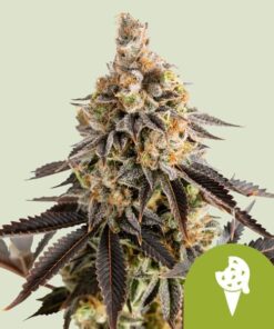 Royal Queen Seeds Cookies Gelato Auto